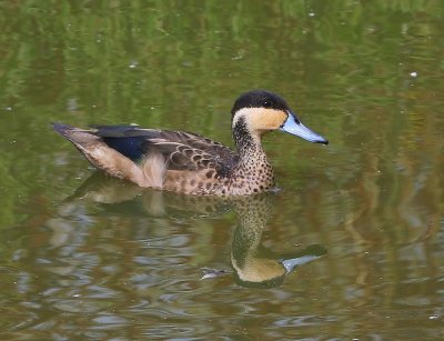 Hottentottaling - Blue-billed Teal