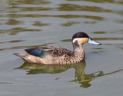 Hottentottaling - Blue-billed Teal