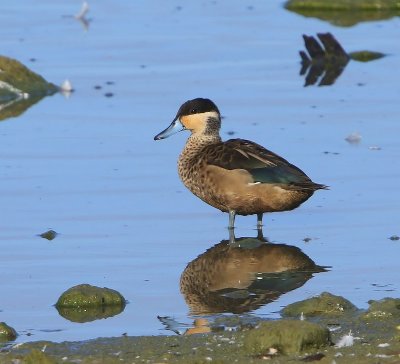 Hottentottaling - Blue-billed Teal