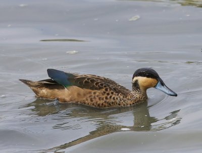Hottentottaling - Blue-billed Teal