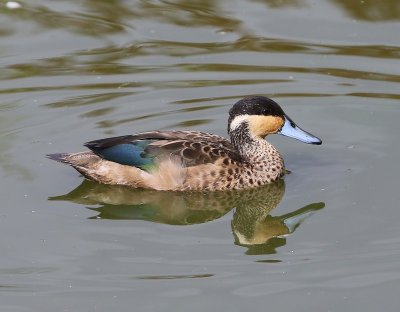 Hottentottaling - Blue-billed Teal