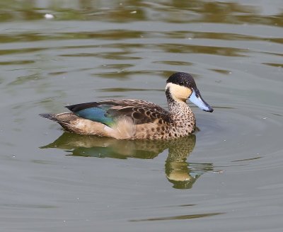 Hottentottaling - Blue-billed Teal