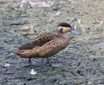 Hottentottaling - Blue-billed Teal