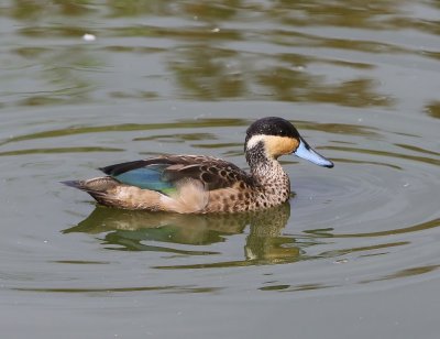 Hottentottaling - Blue-billed Teal