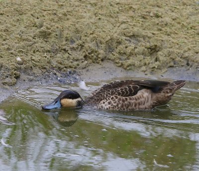 Hottentottaling - Blue-billed Teal