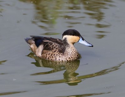 Hottentottaling - Blue-billed Teal