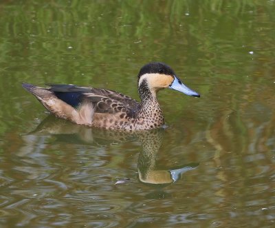 Hottentottaling - Blue-billed Teal