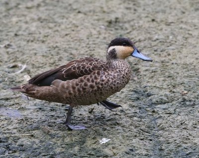 Hottentottaling - Blue-billed Teal