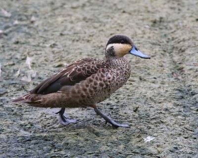 Hottentottaling - Blue-billed Teal