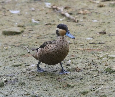 Hottentottaling - Blue-billed Teal