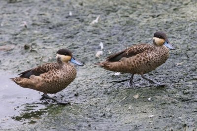 Hottentottalingen - Blue-billed Teals