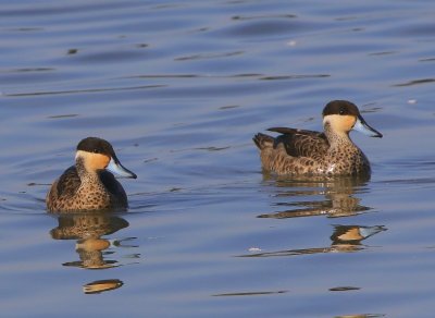 Hottentottalingen - Blue-billed Teals