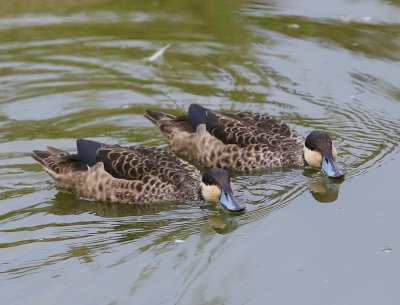 Hottentottalingen - Blue-billed Teals