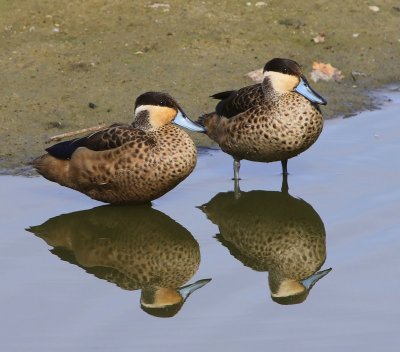 Hottentottalingen - Blue-billed Teals