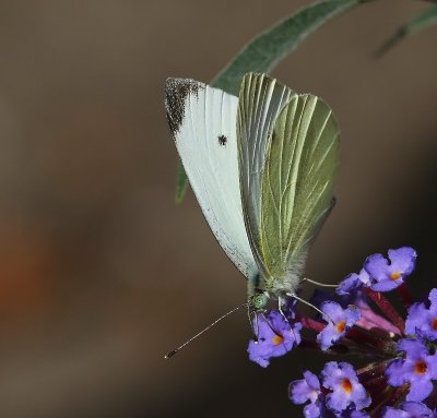 Klein Koolwitje - Small White