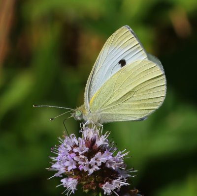 Klein Koolwitje - Small White