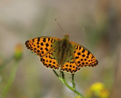 Kleine Parelmoervlinder - Queen Of Spain Fritillary
