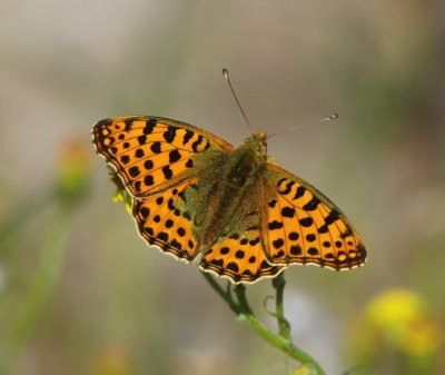 Kleine Parelmoervlinder - Queen Of Spain Fritillary