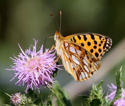 Kleine Parelmoervlinder - Queen Of Spain Fritillary