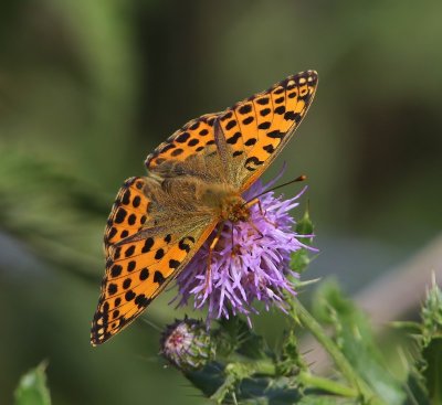 Kleine Parelmoervlinder - Queen Of Spain Fritillary