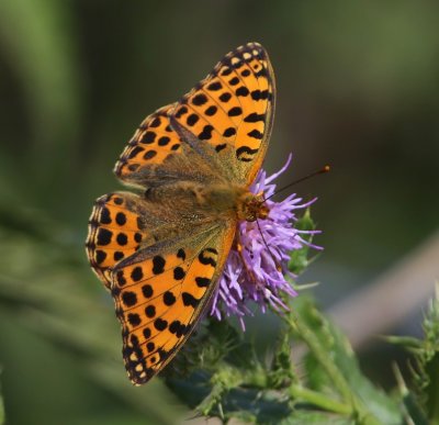 Kleine Parelmoervlinder - Queen Of Spain Fritillary