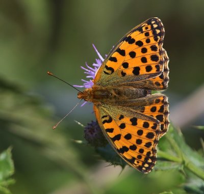 Kleine Parelmoervlinder - Queen Of Spain Fritillary