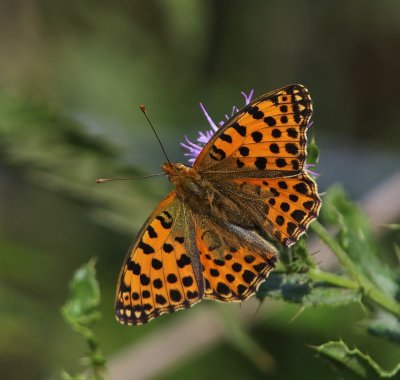 Kleine Parelmoervlinder - Queen Of Spain Fritillary