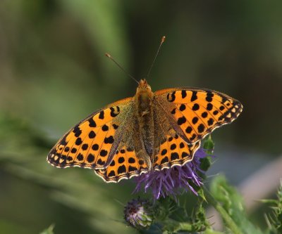 Kleine Parelmoervlinder - Queen Of Spain Fritillary