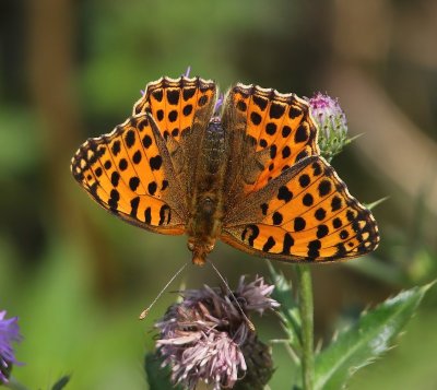 Kleine Parelmoervlinder - Queen Of Spain Fritillary