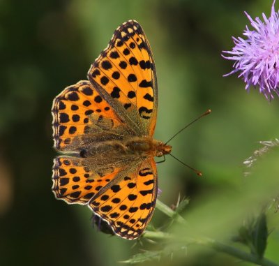 Kleine Parelmoervlinder - Queen Of Spain Fritillary