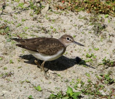 Oeverloper - Common Sandpiper