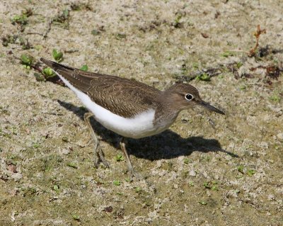 Oeverloper - Common Sandpiper