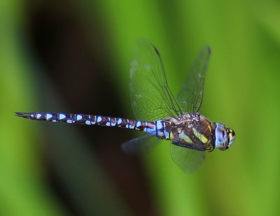 Paardenbijter - Migrant Hawker