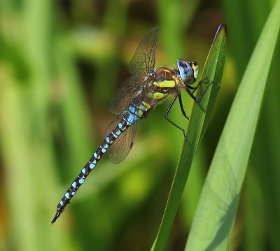 Paardenbijter - Migrant Hawker