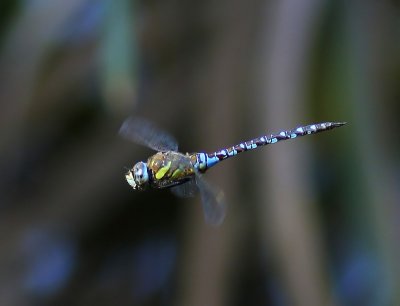 Paardenbijter - Migrant Hawker