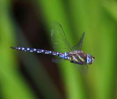 Paardenbijter - Migrant Hawker