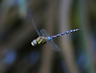 Paardenbijter - Migrant Hawker