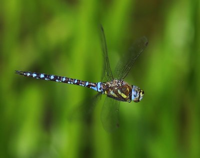 Paardenbijter - Migrant Hawker