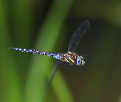 Paardenbijter - Migrant Hawker