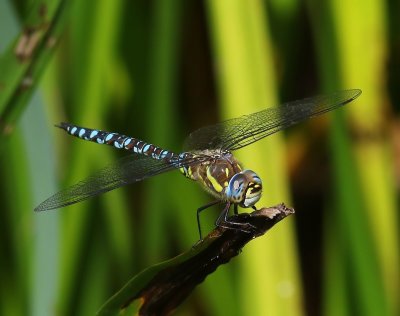 Paardenbijter - Migrant Hawker