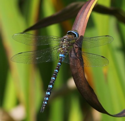 Paardenbijter - Migrant Hawker