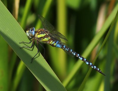 Paardenbijter - Migrant Hawker
