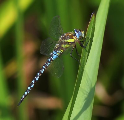 Paardenbijter - Migrant Hawker