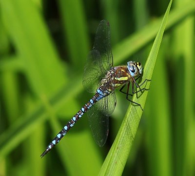 Paardenbijter - Migrant Hawker