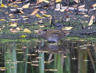 Porseleinhoen - Spotted Crake