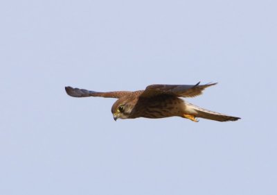 Torenvalk - Common Kestrel