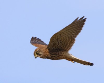 Torenvalk - Common Kestrel