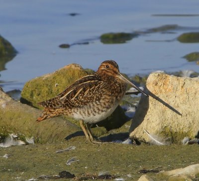 Watersnip - Common Snipe