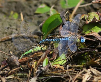 Zuidelijke Glazenmakers - Blue-eyed Hawkers