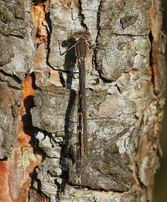 Bruine Winterjuffer - Common Winter Damselfly